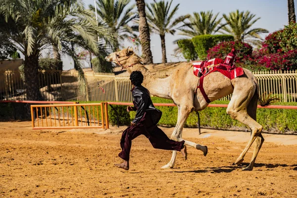 Mann läuft neben Kamel, das für Rennen trainiert wird — Stockfoto