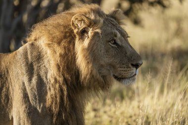 Yetişkin erkek aslan kuru çimenlerde duruyor.