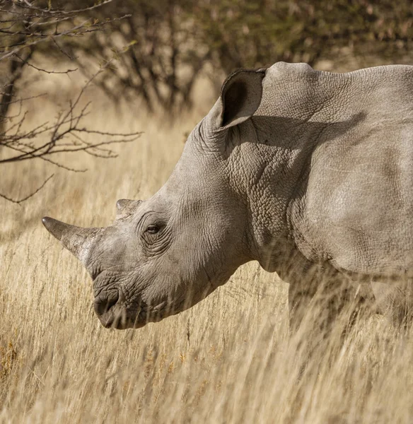 Single witte neushoorn staat op een onverharde weg — Stockfoto