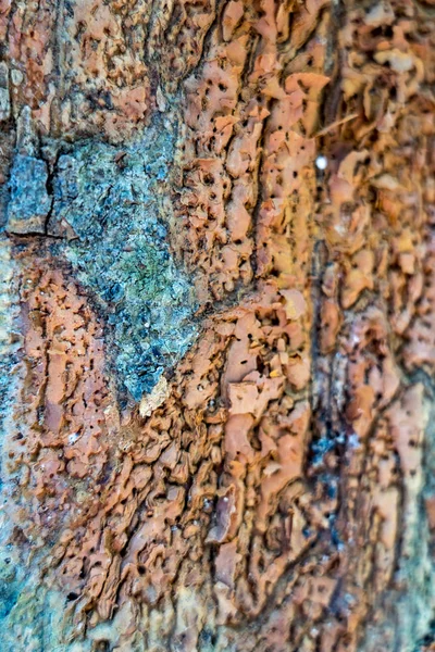 Background texture of the bark of a tree — Stock Photo, Image