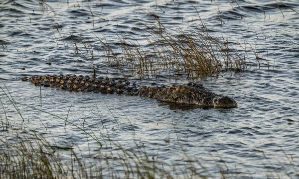 一只鳄鱼在河里游荡寻找食物 — 图库照片