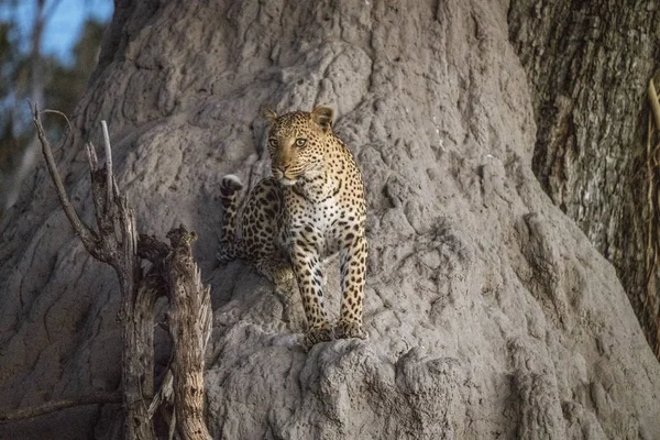 Un léopard grimpe en partie dans un baobab pour avoir une meilleure vue tout en cherchant des proies — Photo