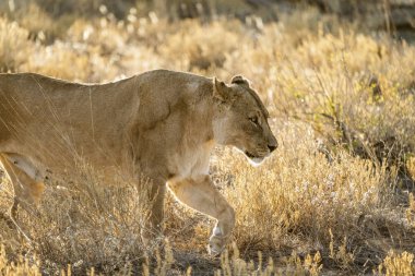 Dişi aslan toprak kurbağanın üzerinde yürüyor.