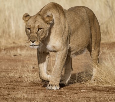 Dişi aslan toprak kurbağanın üzerinde yürüyor.