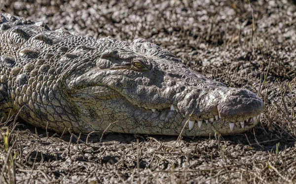 Close-up da cabeça de um crocodilo que põe em uma margem de rio — Fotografia de Stock