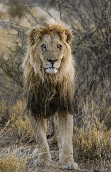 León macho adulto se encuentra en la hierba seca corta —  Fotos de Stock