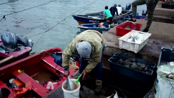 Pescatore pulisce appena pescato pesce con pennello — Video Stock