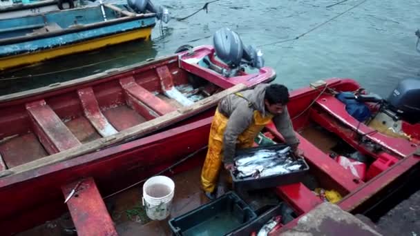 Un pêcheur transporte du poisson fraîchement pêché sur un quai — Video