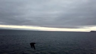 Bir fırkateyn kuşu teknenin yanında süzülüyor.