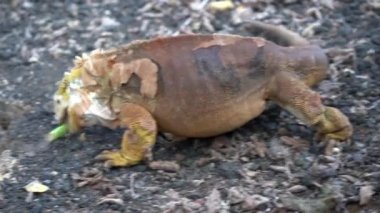 Erkek Galapagos Toprakları İguana Bitkiyi Toplar ve Yer
