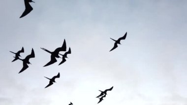 Fırkateyn Kuşları Tekne kapanışının yanında süzülüyor