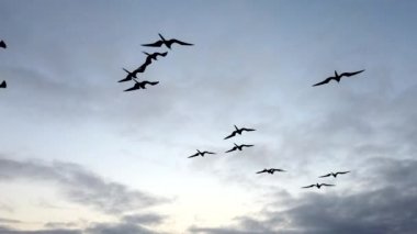 Fırkateyn Kuşları Teknenin Yanında Uçuyor