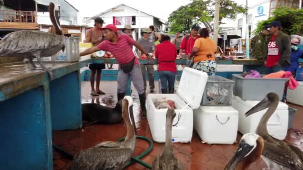 Galapagos, Ekwador - 2019-06-20 - Sprzedawca ryb wprowadza Dorado do chłodnicy — Wideo stockowe