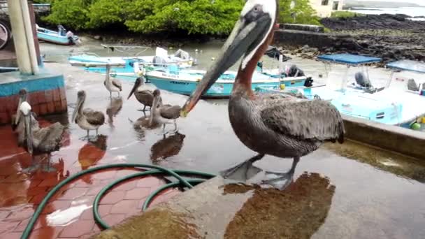 Galapagos, Ecuador - 2019-06-20 - Καφετιά πελεκάνος διασχίζει τον πάγκο των ψαριών — Αρχείο Βίντεο