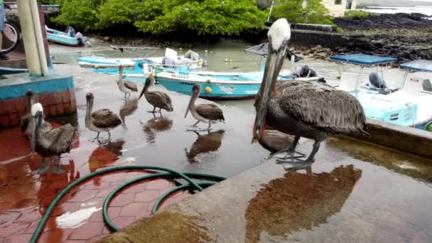 Галапагосские острова, Эквадор - 2019-06-20 - Brown Pelican Walks Across Fish Sellers Counter — стоковое видео