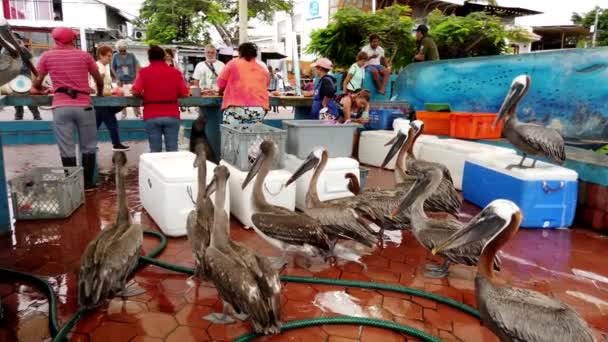 Galapagos, Ekwador - 2019-06-20 - Turyści oglądać sprzedawców ryb jako brązowe Pelikany dreszcze — Wideo stockowe