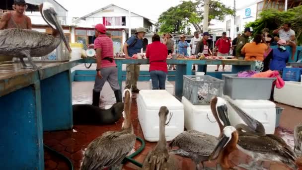 Galapagos, Ekwador - 2019-06-20 - Sprzedawca ryb wkłada Dorado do chłodnicy i Pelikan wskakuje na nią — Wideo stockowe