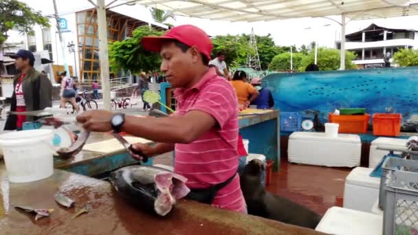 Galapágy, Ekvádor - 2019-06-20 - Prodejce ryb ořezává Dorado a odstraňuje steak — Stock video