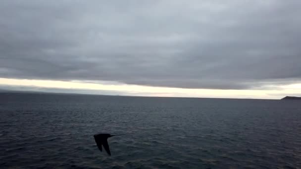 Une frégate vole à côté du bateau 