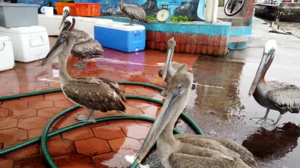 Pelícanos marrones se paran alrededor de un puesto de pescado con la esperanza de yesos — Vídeos de Stock