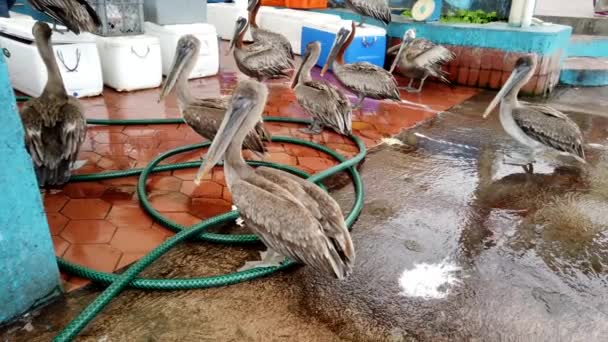 Pelicanos castanhos estremecem em torno de uma barraca de peixes esperando por rodízios — Vídeo de Stock