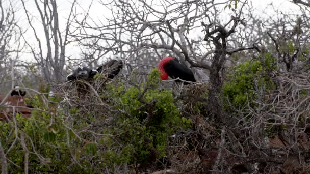 Erkek Fırkateyn Kuşu Keseyi Genişletiyor ve Kanatlarını Açıyor — Stok video