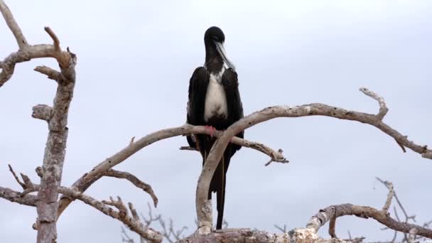 Hembra fragata pájaro preens mientras sentado en rama — Vídeos de Stock