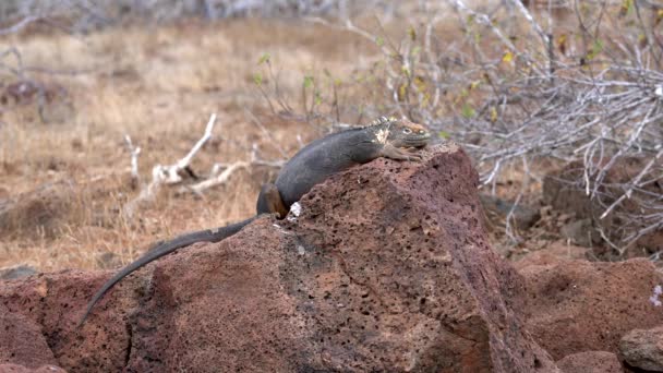 Mannelijke Galapagos zeeleguana zonnen op een rots — Stockvideo