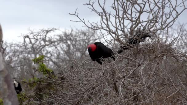 Macho fragata pájaro preens sí mismo en ramas — Vídeos de Stock