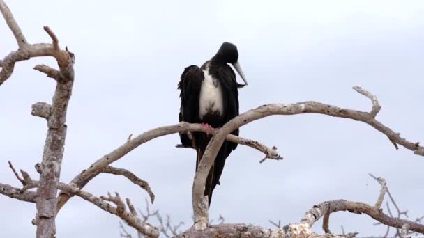 雌のフリゲート鳥は彼女の胸の羽をプレネ — ストック動画