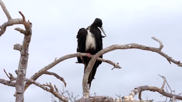 Feminino fragata pássaro preens ela peito penas — Vídeo de Stock