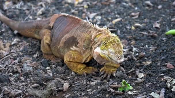 Iguana terrestre masculina de Galápagos camina hacia una planta rota y se la come — Vídeo de stock