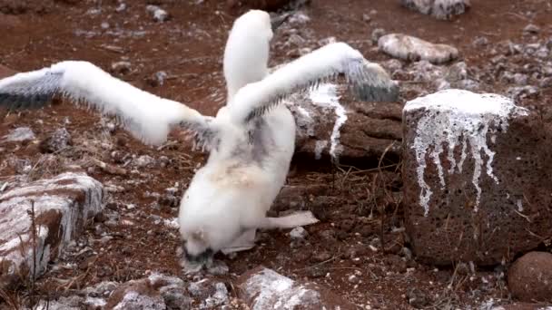 Baby Blue Footed Booby распространяет свои крылья — стоковое видео