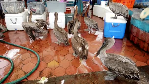Pelícanos marrones se alinean detrás de un puesto de pescado con la esperanza de las escayolas — Vídeos de Stock
