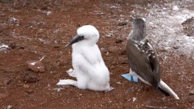 Mavi Ayaklı Bubi Anne ve Bebek Hem Preen