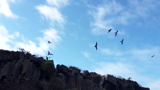 Des oiseaux de frégate s'envolent près du rivage — Video