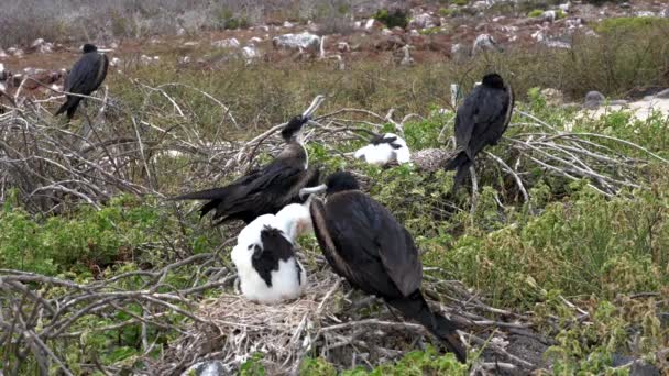 Drie fregatvogel nesten gezien dicht bij elkaar — Stockvideo