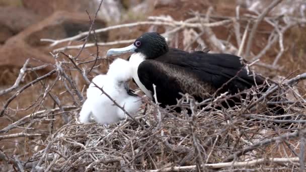 Hembra fragata pájaro con bebé — Vídeos de Stock