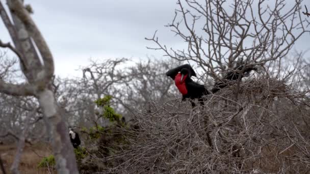 Mężczyzna i kobieta fregata ptaki Preen się w oddziałach — Wideo stockowe