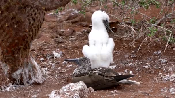 Baby Blue Footed Booby Chews on Branch Next to Mother — Stock Video