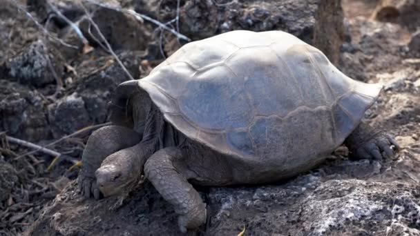 Seymore Island, Galapagos, Ecuador - 2019-06-20 - Adult tortoise raises his head — Stock Footage Seymore Island, Galapagos, Ecuador - 2019-06-20 - Adult tortoise raises his head Stock Video