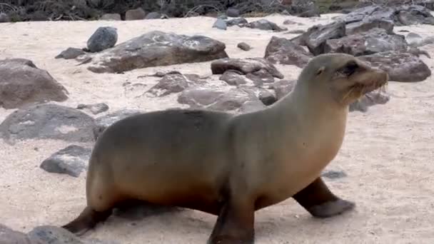 Galapagos leone marino cammina rapidamente attraverso la cornice — Video Stock