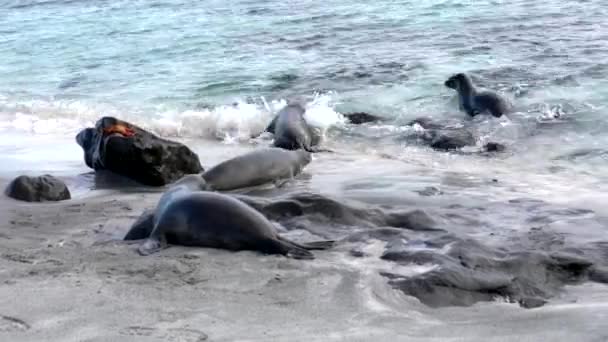 Galápagos leões-marinhos entram no oceano — Vídeo de Stock