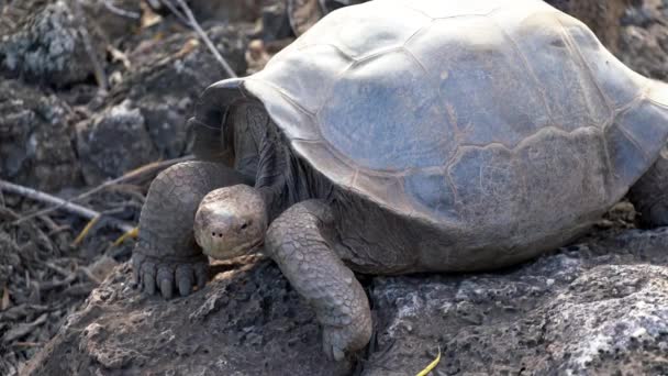 Seymore Island, Galapagos, Ecuador - 2019-06-20 - Adult tortoise lowers his head — Stock Footage Seymore Island, Galapagos, Ecuador - 2019-06-20 - Adult tortoise lowers his head Video Clip