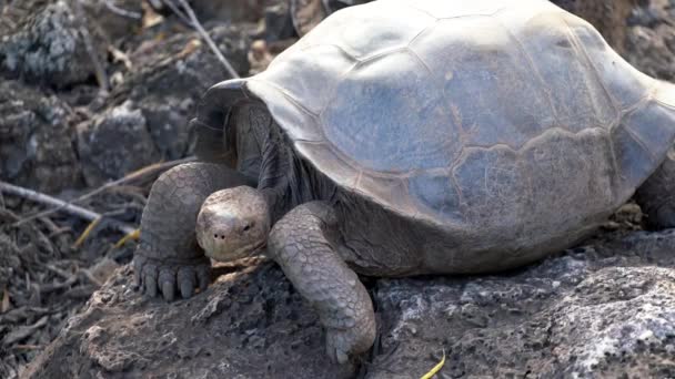 Isla Seymore, Galápagos, Ecuador - 2019-06-20 - Tortuga adulta baja la cabeza — Vídeo de stock