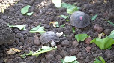 Seymore Adası, Galapagos, Ekvador - 2019-06-20 - Sayılı bebek kaplumbağakoruma merkezinde marul yiyor