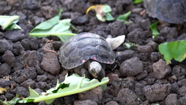 Seymore Island, Galapagos, Ekvádor-2019-06-20-Dětská želva žere salát v ochranářských centrech — Stock video