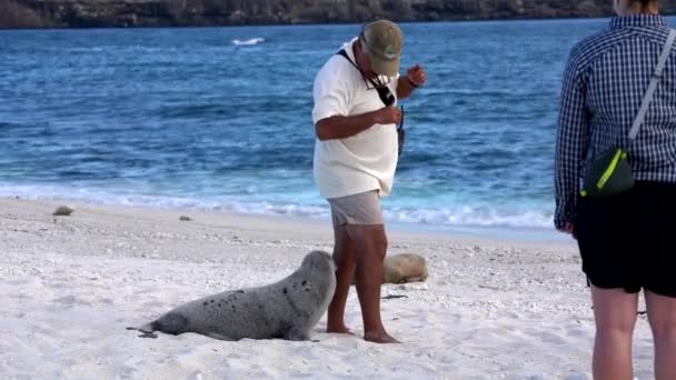 Galapagos, Ecuador - 2019-06-20 - baby søløve jagter guide – Stock-video
