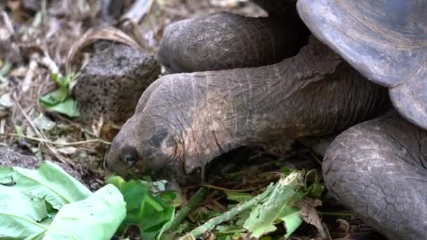 Seymore Island, Galapagos, Ecuador-2019-06-20-volwassen schildpad eet Sla in Conservation Center — Stockvideo