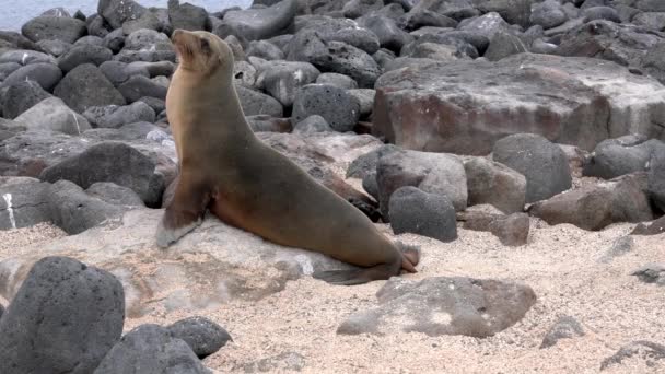 León marino de Galápagos observa cámara y luego camina hacia el océano — Vídeo de stock